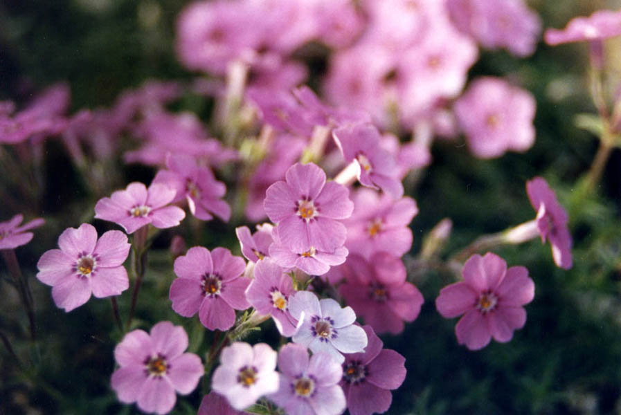 Phlox subulata var brittonii en fleurs sur des affleurements rocheux dans l'est des États-Unis